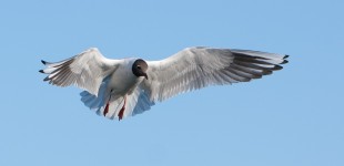 Black Headed Gull in Flight