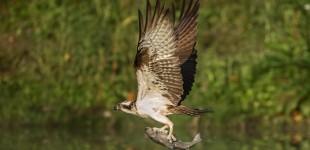 Osprey with Trout