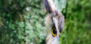 Long Eared Owl