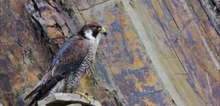 Peregrin Falcon