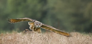 European Eagle Owl