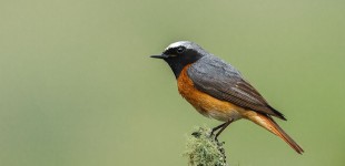 Redstart - Male
