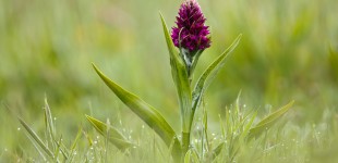 Southern Marsh Orchid