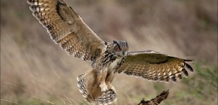 Eagle Owl Landing