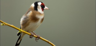 Goldfinch On Willow