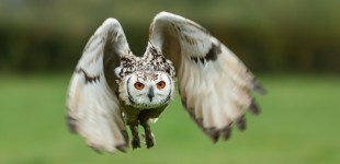 Eagle Owl in Flight