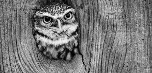 Little Owl