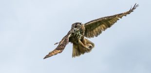 European Eagle Owl