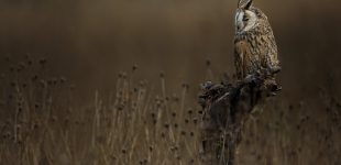 Short Eared Owl