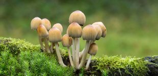 Fungi #2