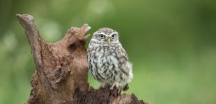 Little Owl