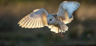 Barn Owl