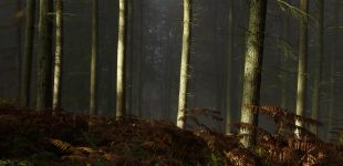 Mortimer Forest, Shropshire
