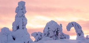 Frozen Trees, Finland