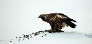 Golden Eagle on Prey