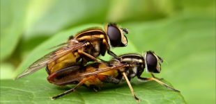 Mating Hoverflies