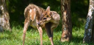 Muntjac Deer