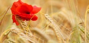 Poppy
