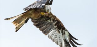 Red Kite Feeding on the wing