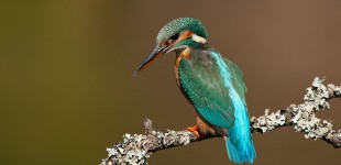 Female Kingfisher in Afternoon Light